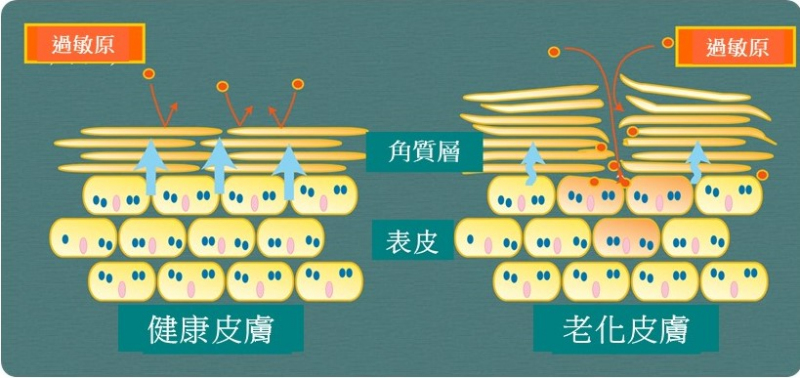 角質層2.jpg